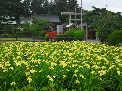 大鏑矢神社の花菖蒲