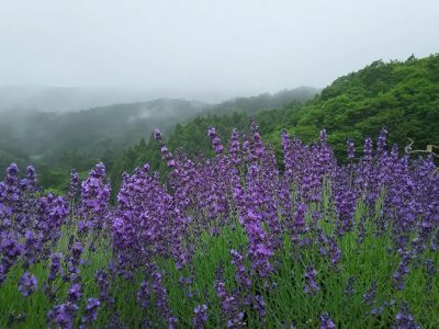 あぶくま洞ラベンダー園