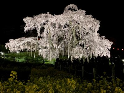 阿武隈さくら紀行 ～三春 滝桜の系譜、娘桜、孫桜～（三春町、郡山市、二本松市）