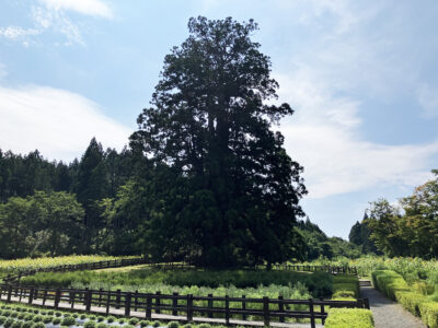 花好き、山好き、地元好き、から始まった第二の人生 （二本松市）